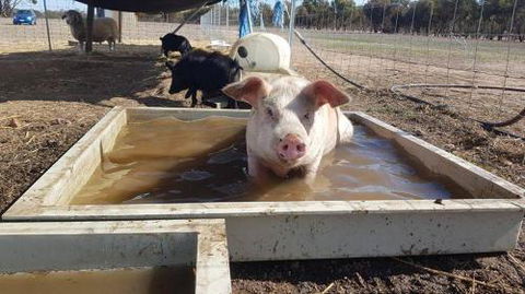 A Better Life Animal Sanctuary FarmStay Private Two Bedrooms Lounge Room & Bathroom & Toilet Shared Kitchen - Melbourne Tourism 2