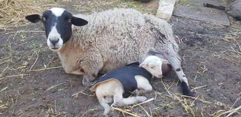 A Better Life Animal Sanctuary FarmStay Private Two Bedrooms Lounge Room & Bathroom & Toilet Shared Kitchen - Melbourne Tourism 1