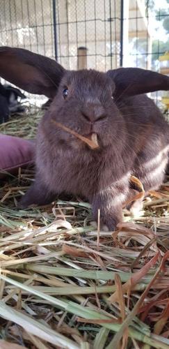A Better Life Animal Sanctuary FarmStay Private Two Bedrooms Lounge Room & Bathroom & Toilet Shared Kitchen - Melbourne Tourism 5