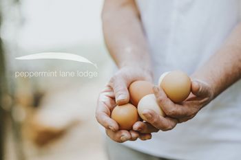 Peppermint Lane Lodge - Melbourne Tourism 4