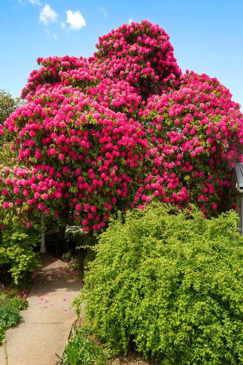 Anabels Of Scottsdale - Melbourne Tourism 3