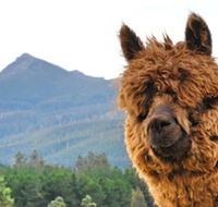 Maydena Mountain Cabins - Melbourne Tourism