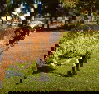 Enderslie House Bed  Breakfast - Melbourne Tourism