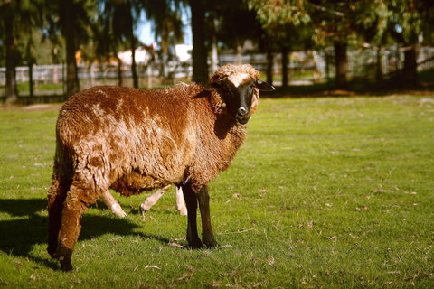 Enderslie House Bed & Breakfast - Melbourne Tourism 0