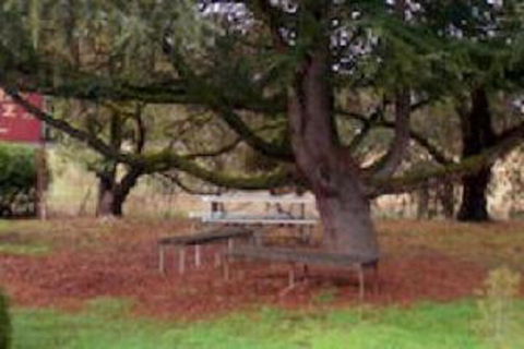 Auburn Shiraz Motel - Melbourne Tourism 0