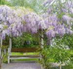 Amelina Cottages - Melbourne Tourism