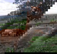 Morella Farm Stay - Melbourne Tourism