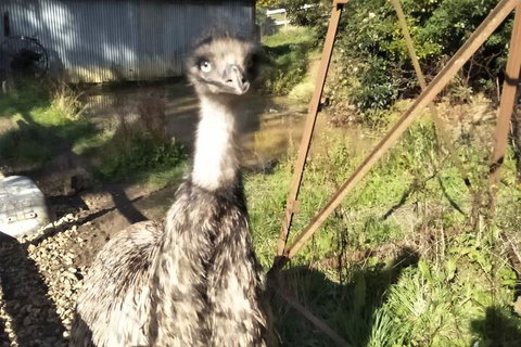 A Twist Of Willow - Melbourne Tourism 3