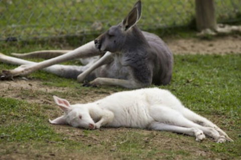 A Twist Of Willow - Melbourne Tourism 0