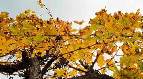 Arimia Restaurant And Winery - Melbourne Tourism 9