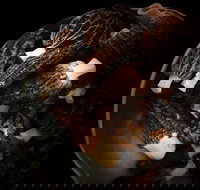 The Ox and Hound Bistro - Melbourne Tourism