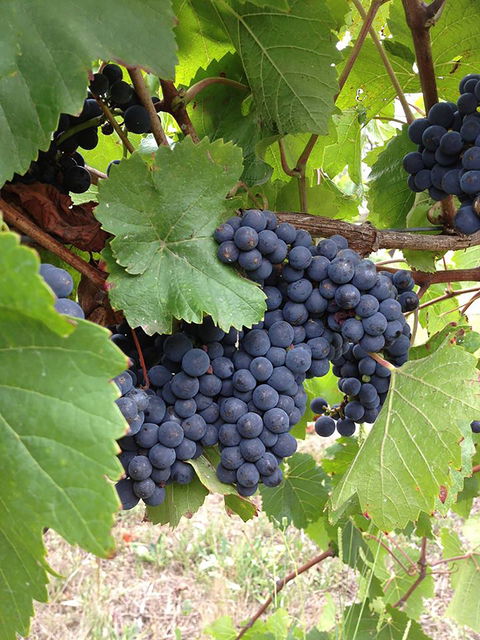 Marcus Hill Vineyard - Melbourne Tourism 0