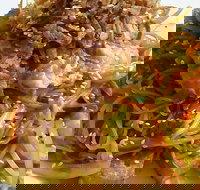 Saigon - Melbourne Tourism