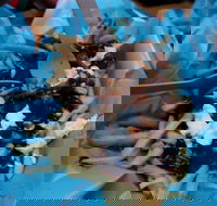 Charles St Pizza  Pasta - Melbourne Tourism