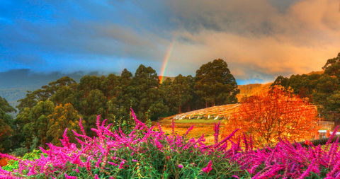 Hartzview Vineyard Heritage Pickers Hut Village - Melbourne Tourism 2