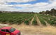 RedHeads Wine - thumb 1