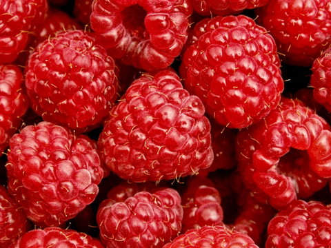 Christmas Hills Raspberry Farm Cafe - Melbourne Tourism 2