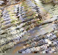 Il Pasticcino - Melbourne Tourism