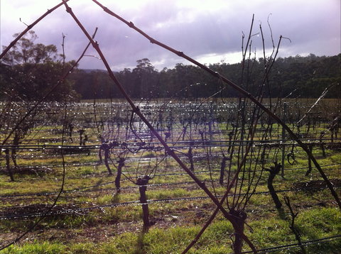 Darlington Vineyard - Melbourne Tourism 0