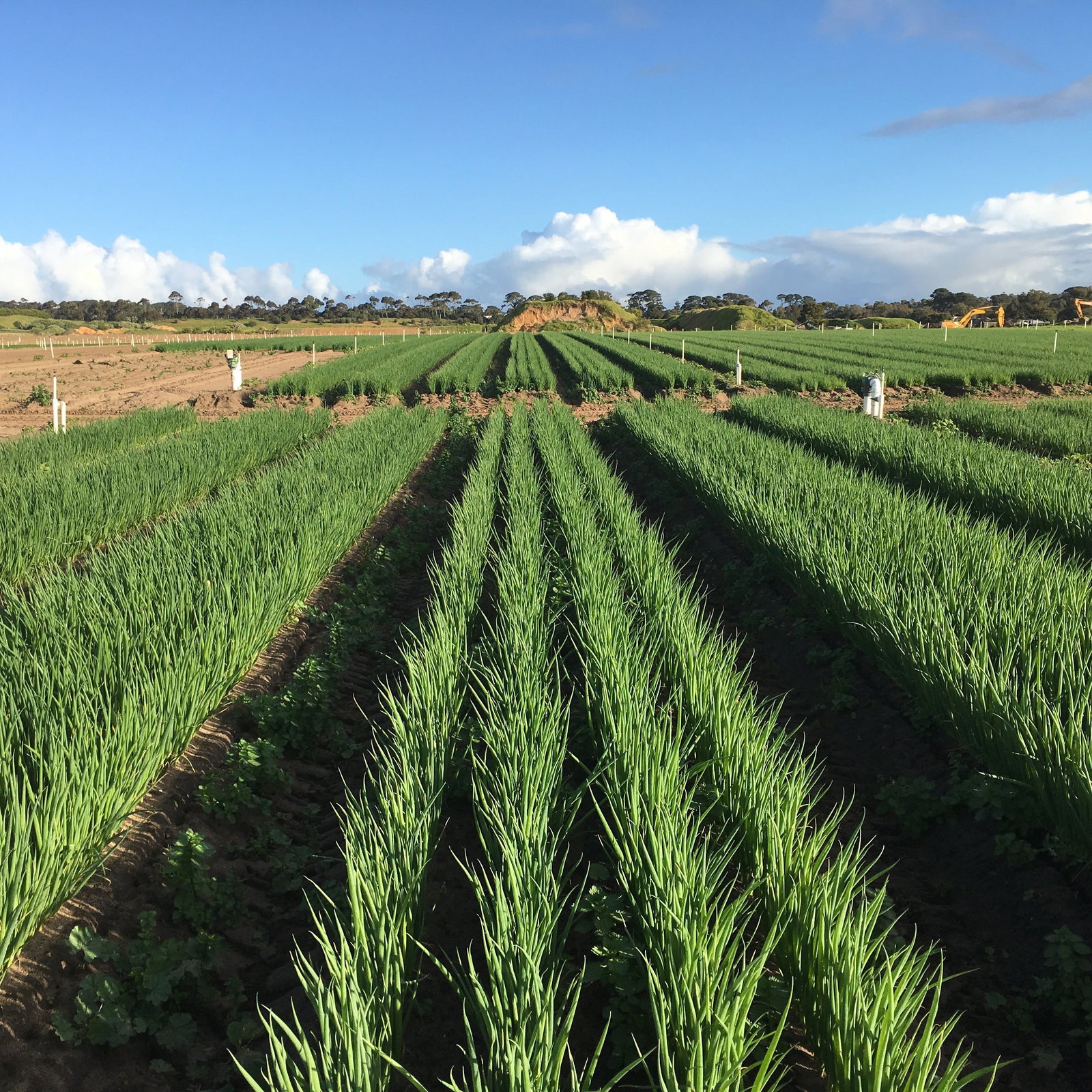 Boneo VIC Melbourne Tourism