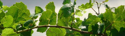 Angullong Cellar Door - Melbourne Tourism 2