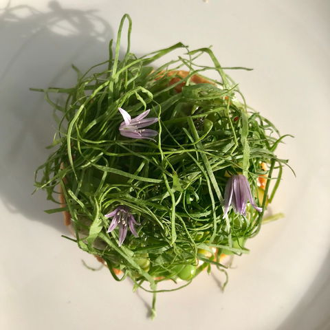 Drink Ottelia + Eat Fodder - Melbourne Tourism 1