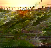 Bennetts on Bellarine Winery - Melbourne Tourism