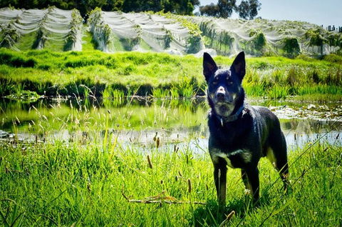 Hickinbotham Of Dromana - Melbourne Tourism 1