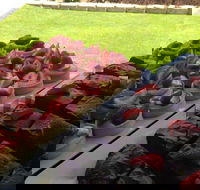 That Food Truck - Melbourne Tourism