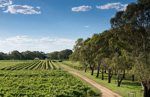 Bleasdale Vineyards - Melbourne Tourism 1