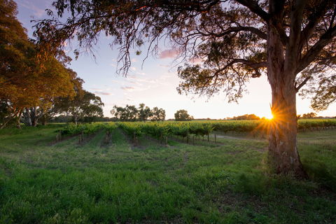 Bleasdale Vineyards - Melbourne Tourism 2
