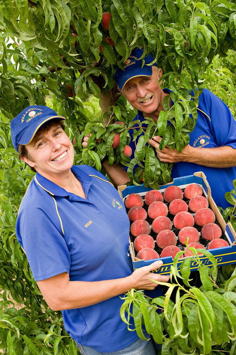 Willayoung Orchard - Melbourne Tourism 0