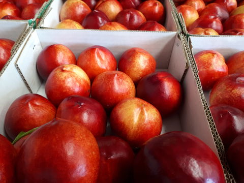 Martins Orchard - Melbourne Tourism 1