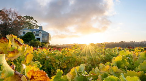 Hahndorf Hill Winery - Melbourne Tourism 0