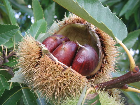 Tweenhills Chestnuts - Melbourne Tourism 1