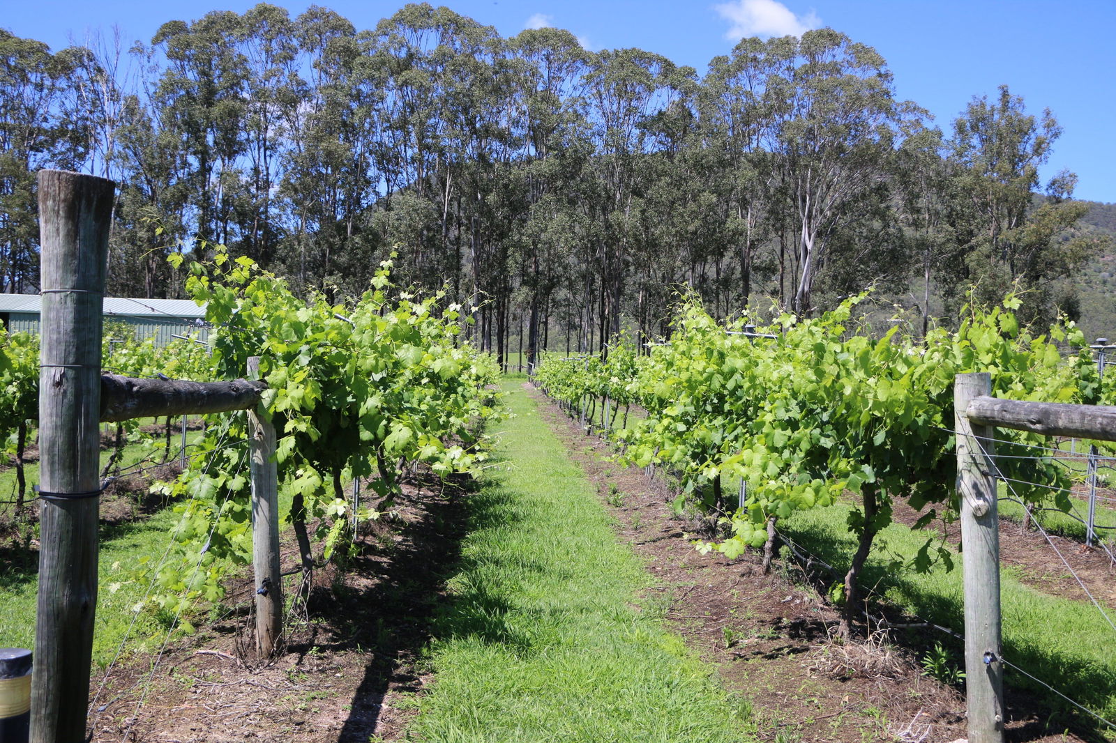 Mount Archer QLD Melbourne Tourism