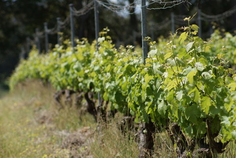Barton Jones Wines - Melbourne Tourism 1