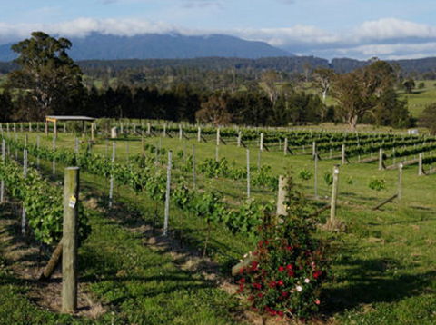 Rusty Fig Wines - Melbourne Tourism 2