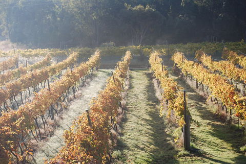 Twisted Gum Wines - Melbourne Tourism 1