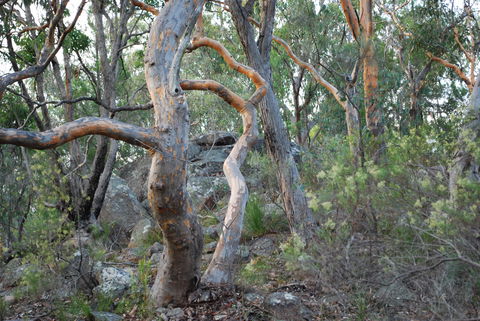 Twisted Gum Wines - Melbourne Tourism 2