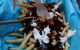 Bacchus Marsh Sungold Fish & Chips - thumb 0