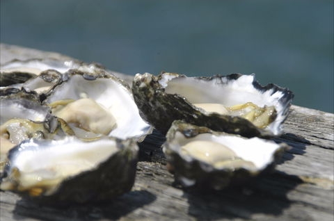 Jim Wild's Oyster Service - Melbourne Tourism 0