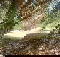 Lentara Grove