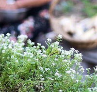 Harvest - Melbourne Tourism