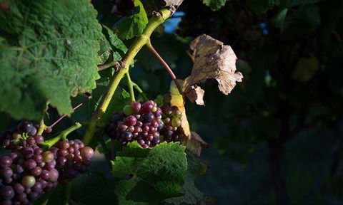Currency Creek Winery Restaurant - Melbourne Tourism 10