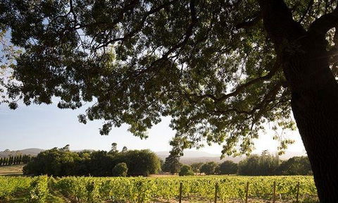 Currency Creek Winery Restaurant - Melbourne Tourism 11