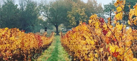 Currency Creek Winery Restaurant - Melbourne Tourism 2