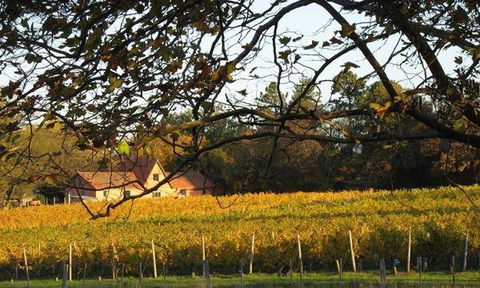 Currency Creek Winery Restaurant - Melbourne Tourism 5