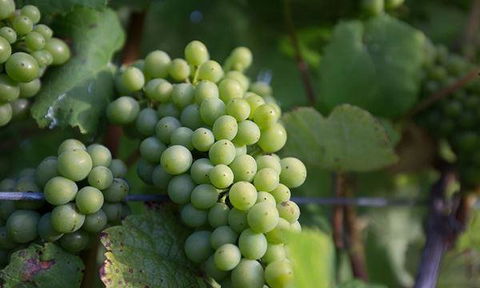 Currency Creek Winery Restaurant - Melbourne Tourism 6