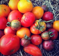 The Seasonal Garden Cafe - Melbourne Tourism